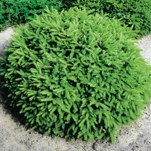 Основное изображение товара