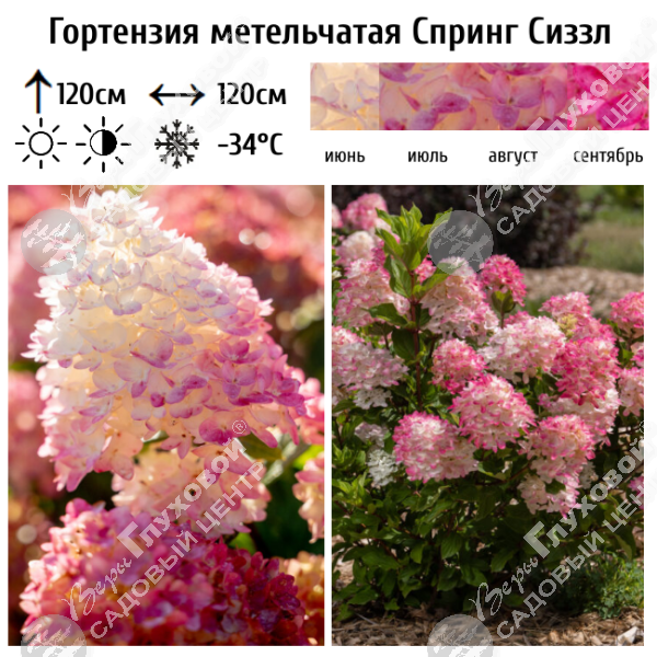 Гортензия метельчатая "Спринг Сиззл" на фото