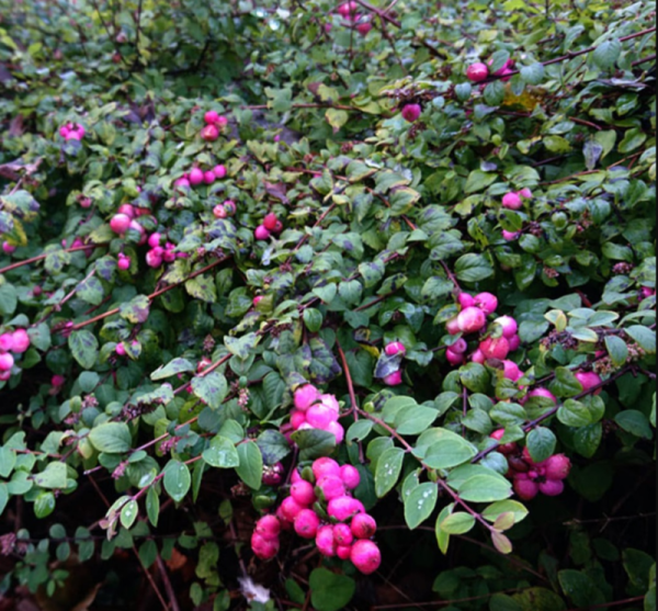 Основное изображение товара