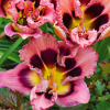 Лилейник (Hemerocallis) Макбет С3 ГлХ/26