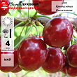 Дюк 