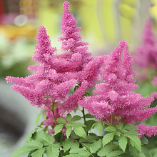 Основное изображение товара