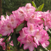 Рододендрон (Rhododendron) крупноцветковый 'Eija' (финская коллекция) 60-80 С35 ПЧ/26