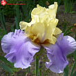 Ирис бородатый высокий 
