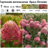 Гортензия метельчатая (Hydrangea paniculata) Краса Лесково 2-3вет ОКС СП/25