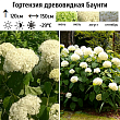 Гортензия древовидная 
