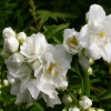 Чубушник гибридный (Philadelphus hybride) Букет Блан С3 СП/25