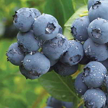 Основное изображение товара