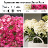 Гортензия метельчатая (Hydrangea paniculata) Литтл Рози С3 СП/25