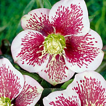 Основное изображение товара