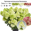 Гортензия метельчатая (Hydrangea paniculata) Пантонелла  С3 РАст/24
