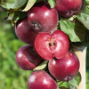 Яблоня красномясая Байя Мариса (раннезимний сорт)