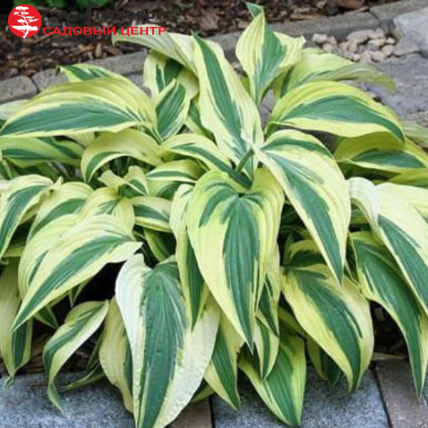 Основное изображение товара