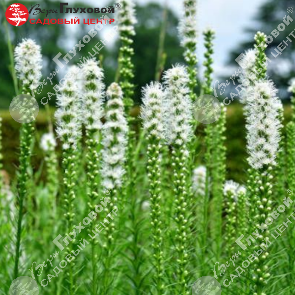 Лиатрис колосковый  "Флористан Вайс"  на фото