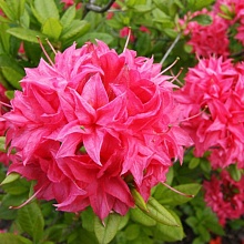 Основное изображение товара