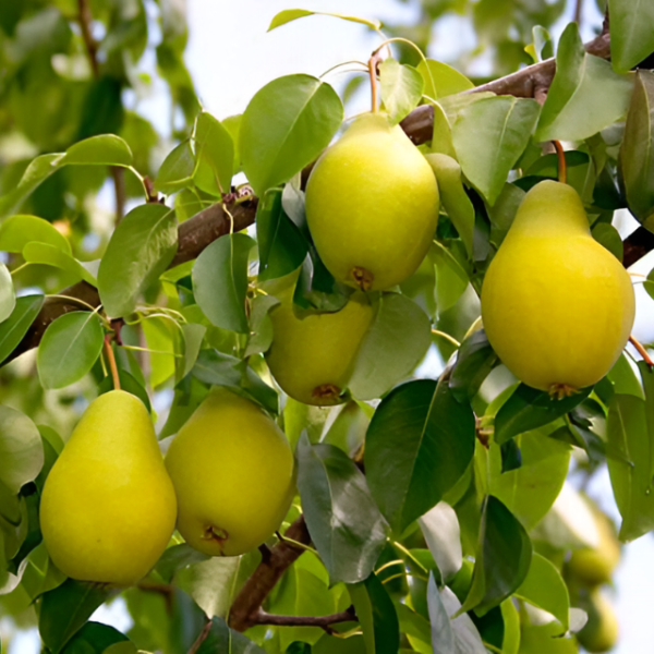 ГРУША “Видная”