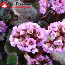 Основное изображение товара