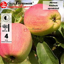 Яблоня Кандиль орловский (зимний сорт) 2-летка