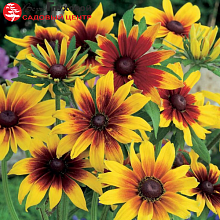 Основное изображение товара