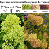 Гортензия метельчатая (Hydrangea paniculata) Жемчужина Фестиваля С2 СП/25