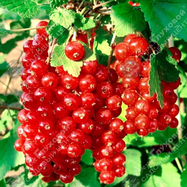 Смородина красная "Натали" на фото