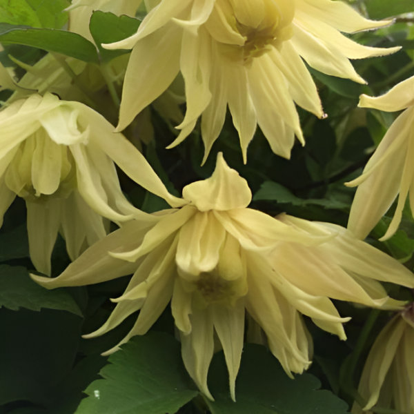 Основное изображение товара