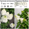 Гортензия метельчатая "Меджикал Монблан" на фото