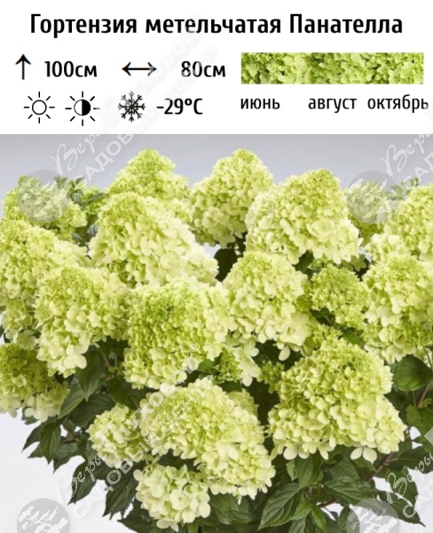 Гортензия метельчатая "Панателла" на фото