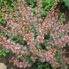 Барбарис Тунберга (Berberis thunbergii) Наташа  С3 СП/24