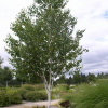 Береза пушистая (Betula pubescens) 175-200 С10 БАл/26