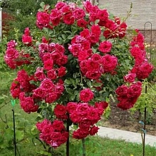 Основное изображение товара