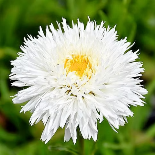 Основное изображение товара