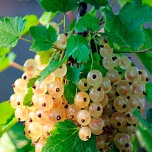 Основное изображение товара