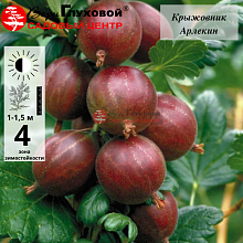 Основное изображение товара