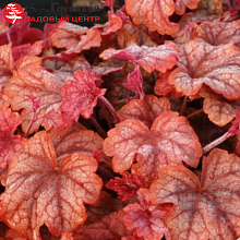 Основное изображение товара