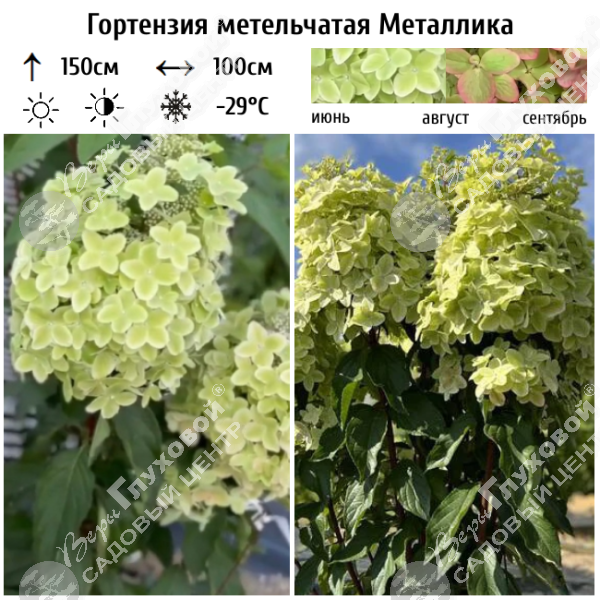 Гортензия метельчатая "Металлика" на фото