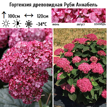 Основное изображение товара