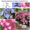 Гортензия крупнолистная (Hydrangea macrophyllа) Эндлесс Саммер Поп Стар С3 БдН/24