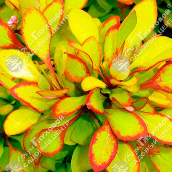 Барбарис Тунберга "Лимончелло" на фото