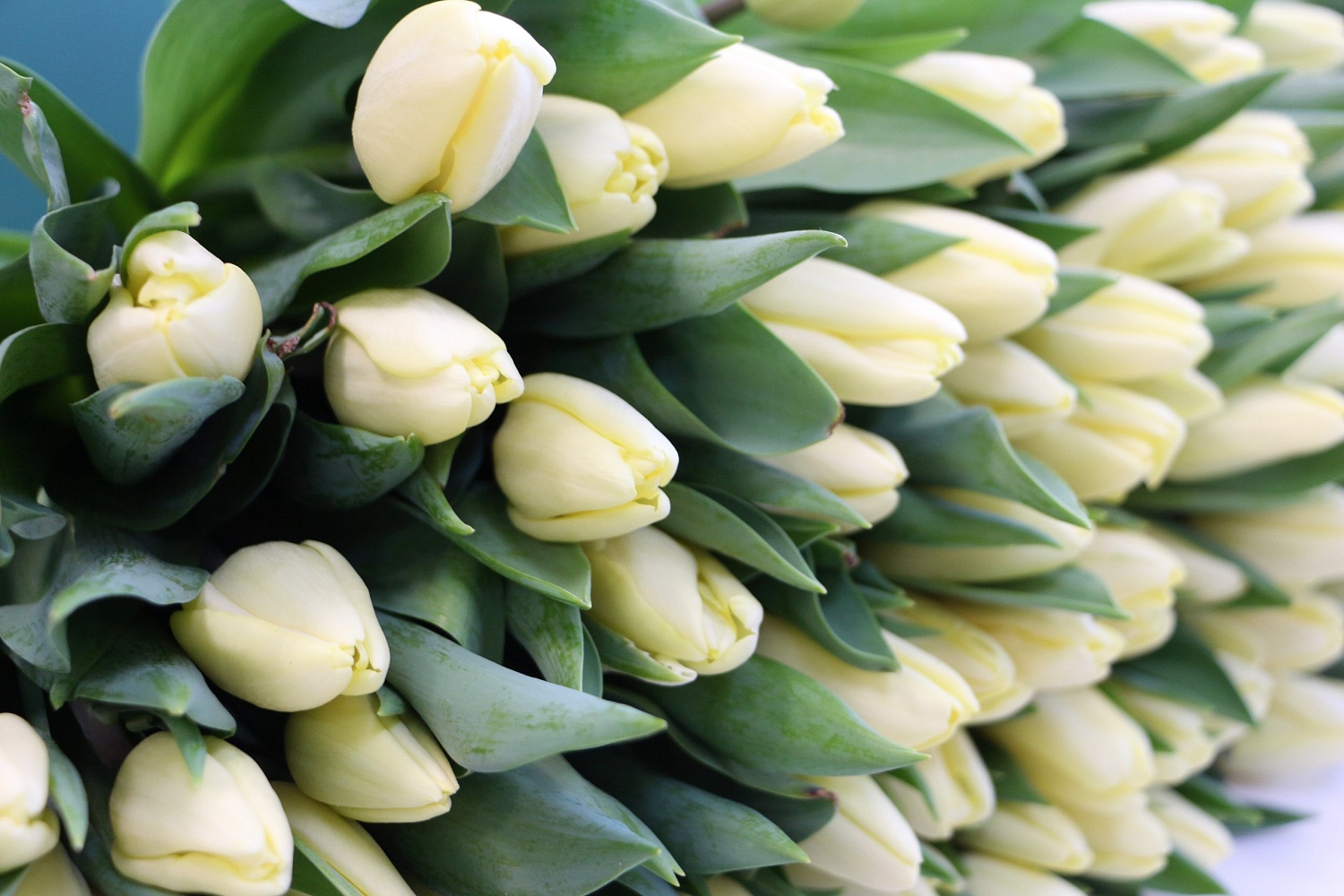 Дорогие друзья!