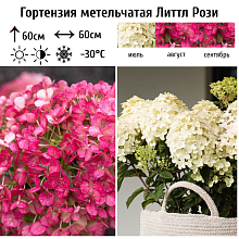 Основное изображение товара