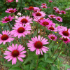 Эхинацея пурпурная (Echinacea purpurea) Магнус С2 ГлХ/26