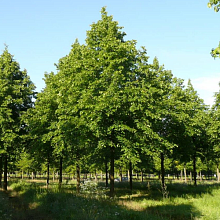 Основное изображение товара