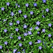 Барвинок малый