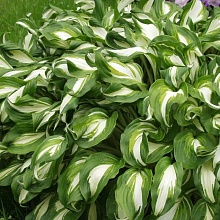 Основное изображение товара