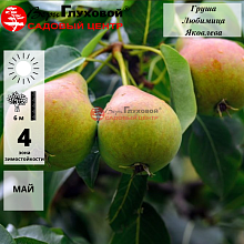 Груша Любимица Яковлева (осенний сорт)