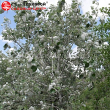 Основное изображение товара