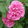 Роза Ругоза (Rosa rugosa) канадская 