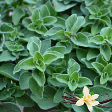 Основное изображение товара