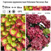 Гортензия крупнолистная (Hydrangea macrophyllа) Ребелион Пистачио Лав Р12 ГлХ/26